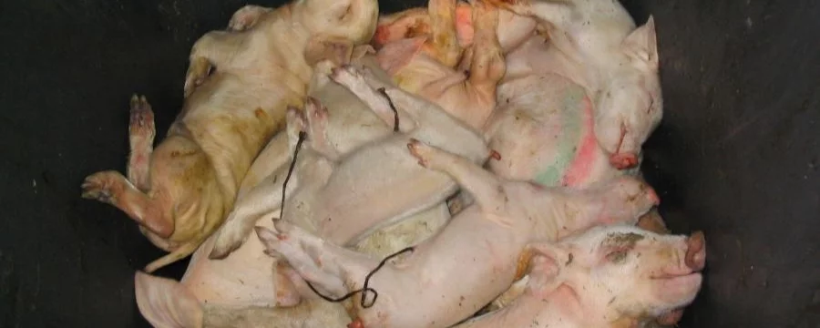 Dead piglets discarded in a bin